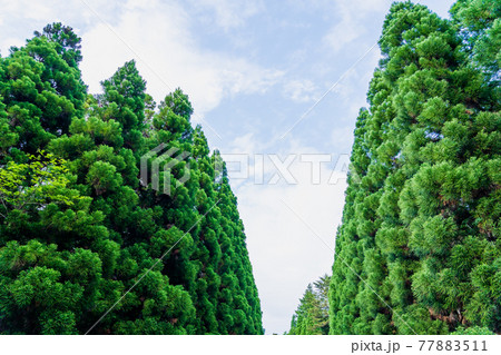 初夏の多摩御陵 77883511