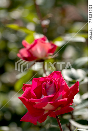光の中のバラ、コロラマ 77883531