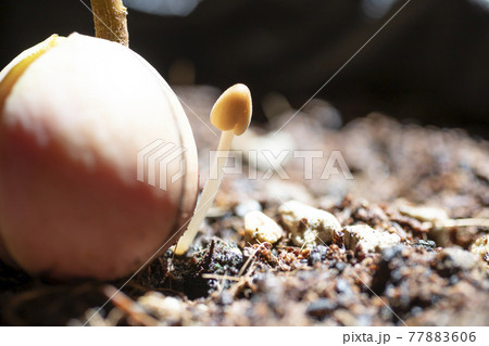 プランターに現れたキコカサダケ 77883606