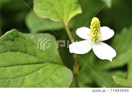 ドクダミの花 ドクダミの花 77883690