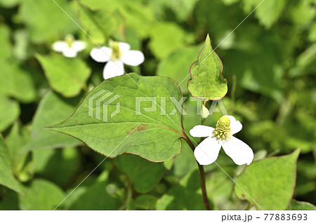ドクダミの花 ドクダミの花 77883693