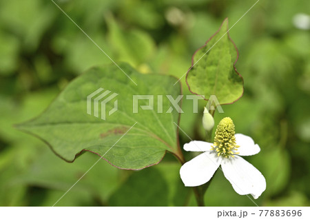 ドクダミの花 ドクダミの花 77883696
