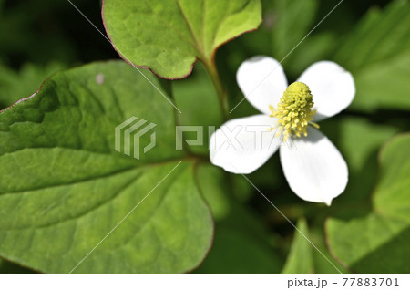 ドクダミの花 77883701