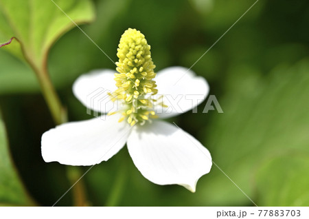ドクダミの花 ドクダミの花 77883703