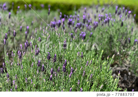 咲き始めのフレンチラベンダー 咲き始めのフレンチラベンダー 77883707