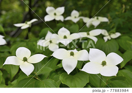 ヤマボウシの花 ヤマボウシの花 77883984