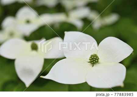 ヤマボウシの花 77883985