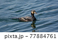 海で泳ぐウミウ 77884761