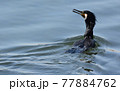 海で泳ぐウミウ 77884762