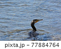 海で泳ぐウミウ 77884764