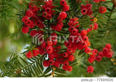 イチイの実 77884826