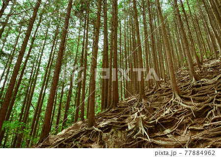 山奥の樹林帯・遭難イメージ 山奥の樹林帯・遭難イメージ 77884962