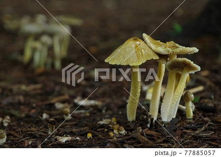 自然の中で自生するきのこ(自然の中のままでの撮影) 自然の中で自生するきのこ(自然の中のままでの撮影) 77885057
