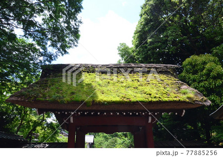 厄除元三大師 深大寺 茅葺屋根の苔が青空と新緑に映える山門 厄除元三大師 深大寺 茅葺屋根の苔が青空と新緑に映える山門 77885256