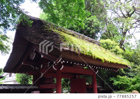 厄除元三大師 深大寺 茅葺屋根の苔が青空と新緑に映える山門 厄除元三大師 深大寺 茅葺屋根の苔が青空と新緑に映える山門 77885257