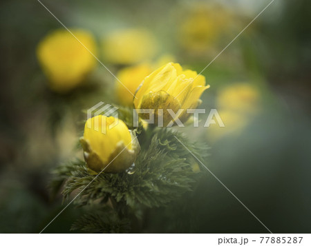 福寿草の黄色い世界【花・植物】 福寿草の黄色い世界【花・植物】 77885287