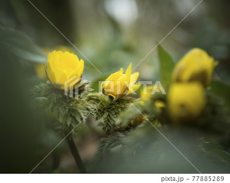 福寿草の黄色い世界【花・植物】 福寿草の黄色い世界【花・植物】 77885289