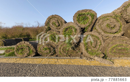 Change of cover, rolls of grass on the grass near the golf course, in the summer at sunset. Change of cover, rolls of grass on the grass near the golf course, in the summer at sunset. 77885663