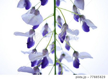 雨に濡れたフジの花08 雨に濡れたフジの花08 77885829