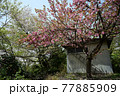 山形県村山市北山さくら公園近傍の小屋と桜の木 77885909