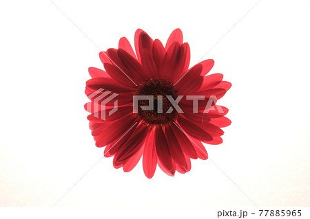 透過光による花の写真素材