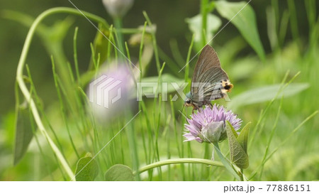 アオバセセリとアサツキの花の写真素材