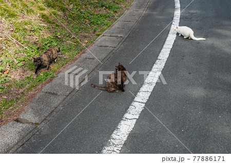 野良猫の兄弟と仲良し白猫が手入れされた梅園で暖かい春を満喫 野良猫の兄弟と仲良し白猫が手入れされた梅園で暖かい春を満喫 77886171
