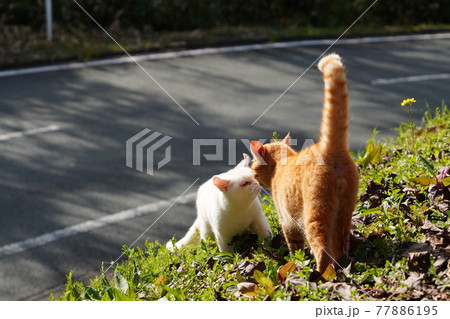 野良猫の兄弟と仲良し白猫が手入れされた梅園で暖かい春を満喫 77886195