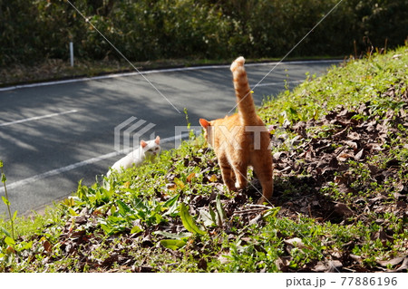 野良猫の兄弟と仲良し白猫が手入れされた梅園で暖かい春を満喫 野良猫の兄弟と仲良し白猫が手入れされた梅園で暖かい春を満喫 77886196
