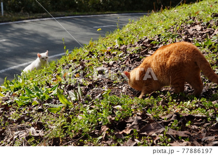 野良猫の兄弟と仲良し白猫が手入れされた梅園で暖かい春を満喫 77886197
