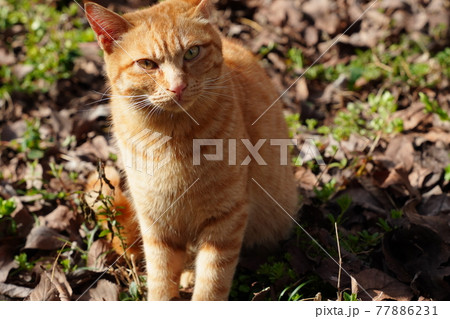 野良猫の兄弟と仲良し白猫が手入れされた梅園で暖かい春を満喫 77886231
