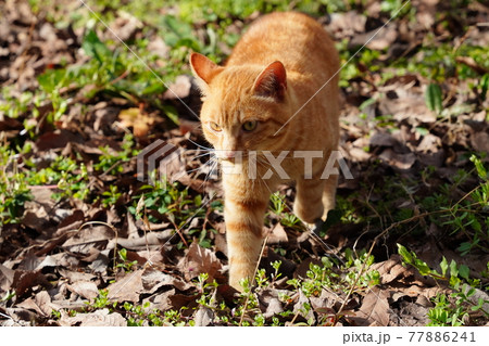 野良猫の兄弟と仲良し白猫が手入れされた梅園で暖かい春を満喫 77886241