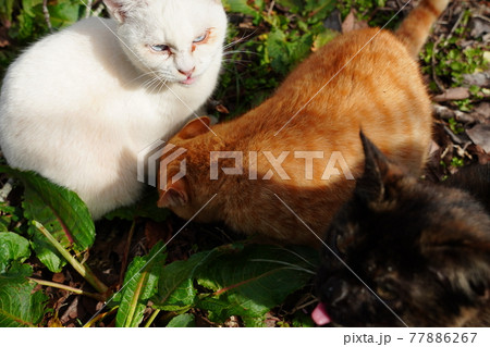 野良猫の兄弟と仲良し白猫が手入れされた梅園で暖かい春を満喫 野良猫の兄弟と仲良し白猫が手入れされた梅園で暖かい春を満喫 77886267