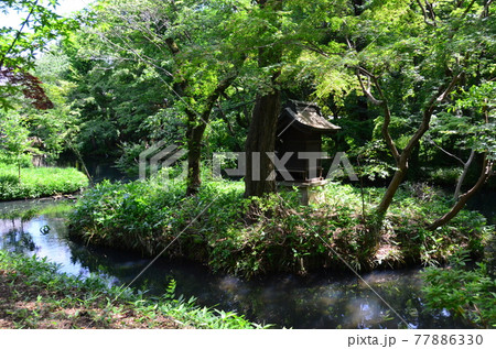 厄除元三大師　深大寺門前町　新緑が風に揺れ水面に映る春の弁天池 77886330