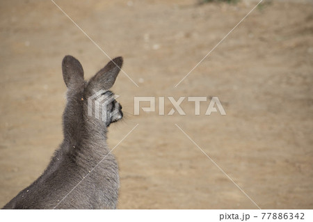 耳を立てて直立するカンガルー 77886342