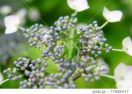 紫陽花(あじさい)の花の上で日差しを浴びるバッタ 紫陽花(あじさい)の花の上で日差しを浴びるバッタ 77886437