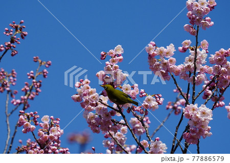青空バックに満開の河津桜の蜜を求めてメジロやヒヨドリが集まる 青空バックに満開の河津桜の蜜を求めてメジロやヒヨドリが集まる 77886579