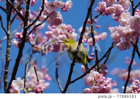 青空バックに満開の河津桜の蜜を求めてメジロやヒヨドリが集まる 77886583