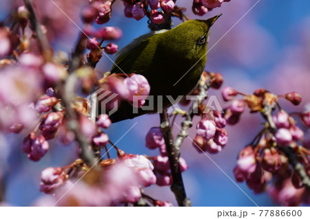 青空バックに満開の河津桜の蜜を求めてメジロやヒヨドリが集まる 青空バックに満開の河津桜の蜜を求めてメジロやヒヨドリが集まる 77886600
