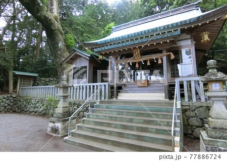 三重県紀北町の長島神社　大楠はなんとも奇妙な形 77886724