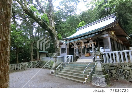 三重県紀北町の長島神社　大楠はなんとも奇妙な形 77886726