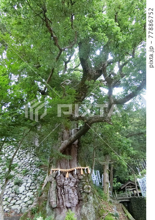 三重県紀北町　長島神社の大楠は奇妙な形だった 77886752
