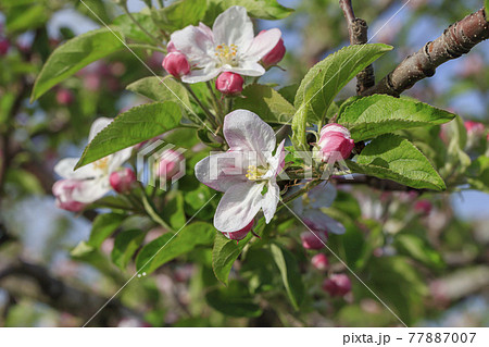 朝露に濡れたリンゴの花 朝露に濡れたリンゴの花 77887007