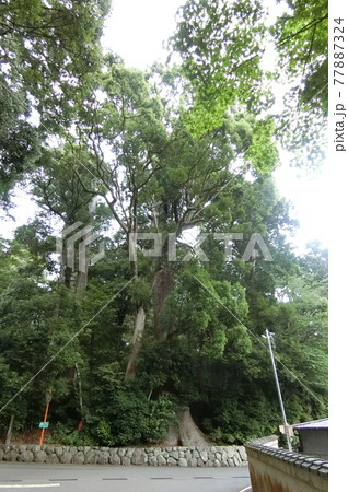 皇大神宮別宮　瀧原宮（伊勢神宮 内宮） 77887324