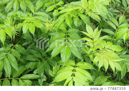 雨に濡れた葉 雨に濡れた葉 77887350