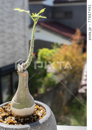 塊根植物 梅雨の時期のアデニアグラウカ 塊根植物 梅雨の時期のアデニアグラウカ 77887491