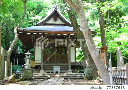 厄除元三大師　深大寺　新緑に囲まれ温かい日差しが差し込む 深沙大王堂・深沙堂 77887618