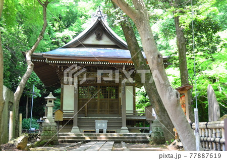 厄除元三大師　深大寺　新緑に囲まれ温かい日差しが差し込む 深沙大王堂・深沙堂 77887619