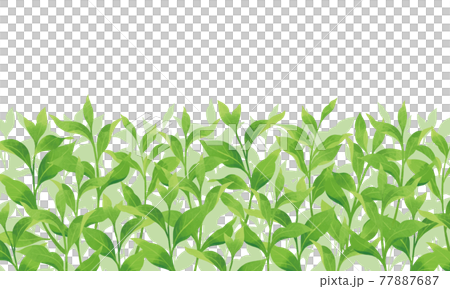 Illustration of tea plantation / watercolor style 77887687