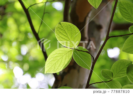 ナツツバキの葉(ツバキ科) ナツツバキの葉(ツバキ科) 77887810